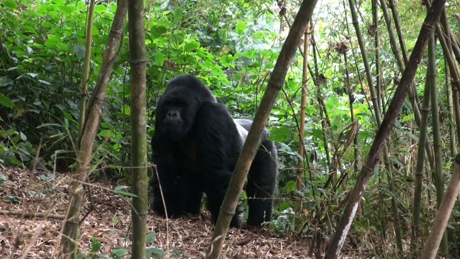 マウンテンゴリラ（C）日本テレビ