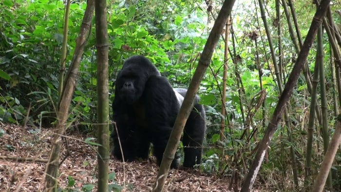 マウンテンゴリラ(C)日本テレビ