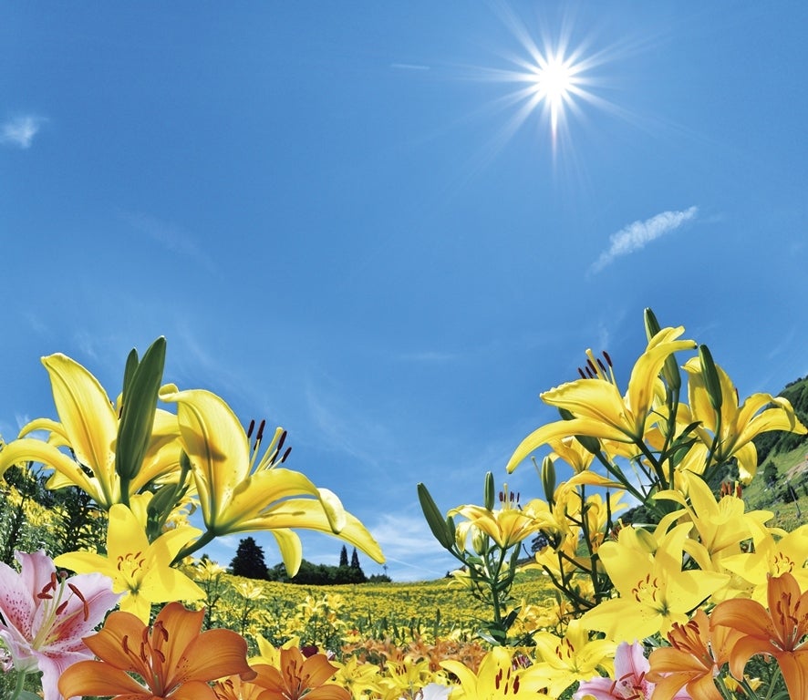 ゆりアート／画像提供：中部スノーアライアンス