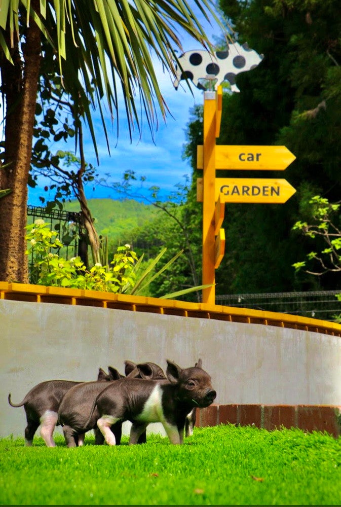 ピグニックファームアンドカフェ／画像提供：Littlepiggies