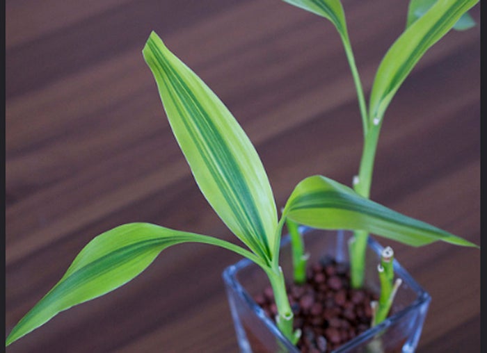 恋を叶えてくれる 運気アップにおすすめの観葉植物10選 モデルプレス