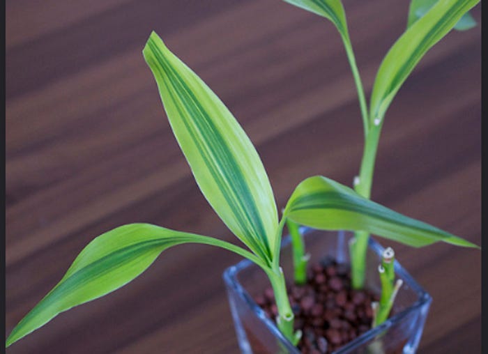 涼やかな見た目が魅力的/Noriko YAMAMOTO by ドラセナ・サンデリアーナ