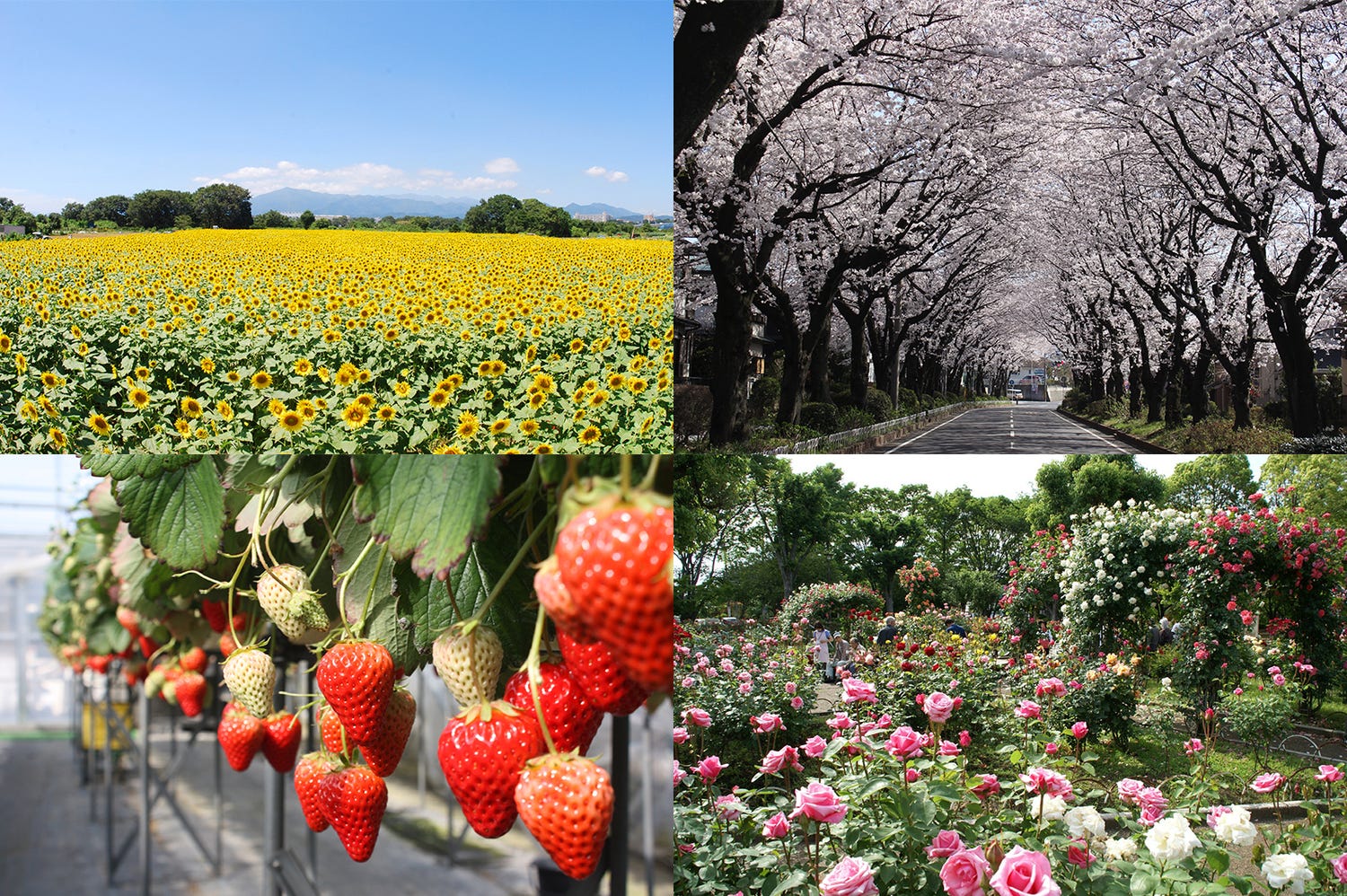 東京から電車で1時間圏内!週末が楽しみになる春夏の小旅行先とは