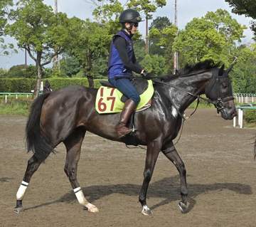 【新馬戦】プルヴィナル 栗田師「軽い走りをする馬で距離も持ちそう」 母は牝馬クラシックで上位争いを演じたクルミナル