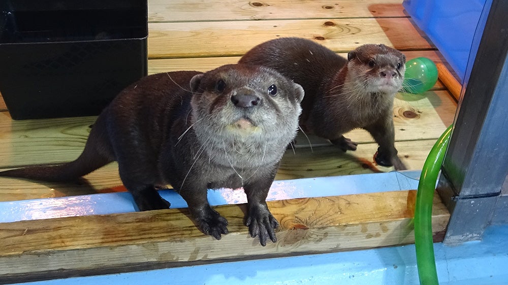 コツメカワウソ／画像提供：よみうりランド