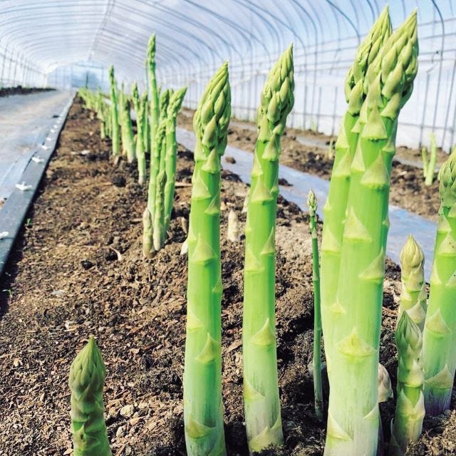 【大阪・天王寺】ハルカス・ニッポン博覧会「大北海道展」に新千歳空港グルメが登場！