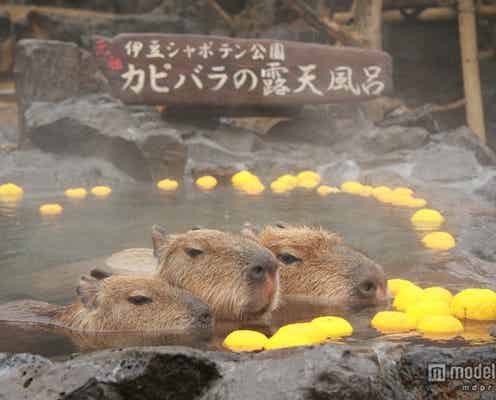 可愛い冬の風物詩、カピバラ一家の入浴姿にほっこり