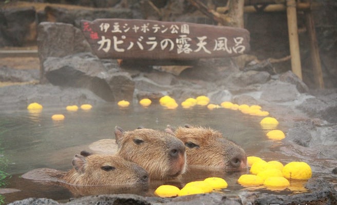 可愛い冬の風物詩 カピバラ一家の入浴姿にほっこり 女子旅プレス 可愛い冬の風物詩 カピバラ一家の入浴姿にほっこり 女子旅プレス