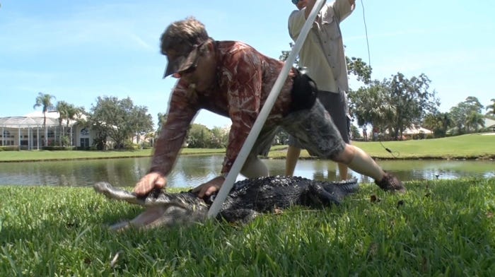 ワニと遭遇(画像提供:毎日放送)