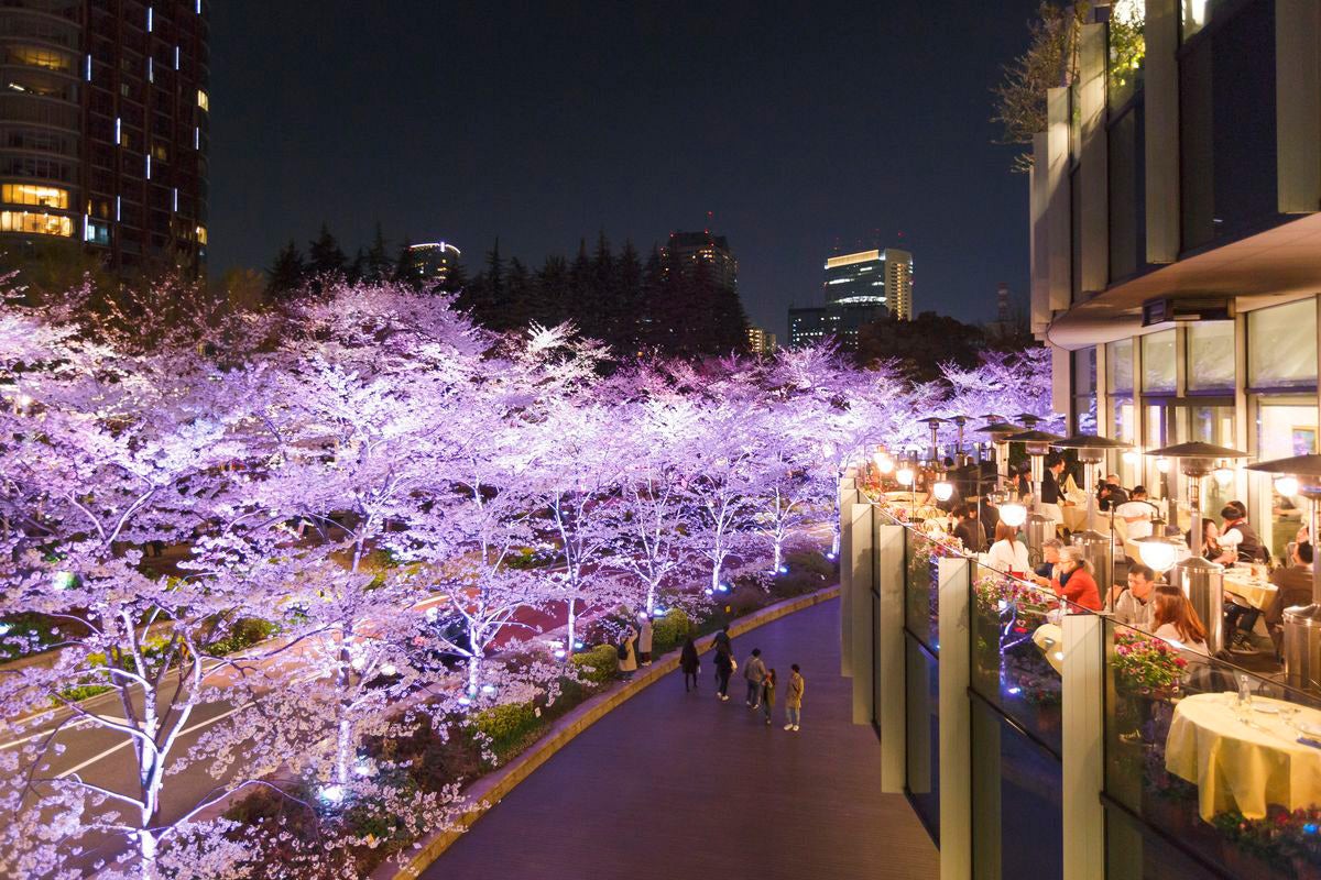 全長約200mの桜並木がライトアップ（昨年の様子）／画像提供：東京ミッドタウンマネジメント株式会社
