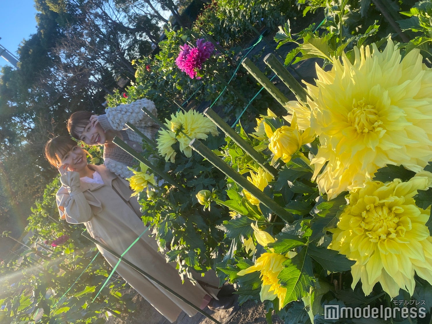 花径30cmを超える巨大なダリアも（C）モデルプレス