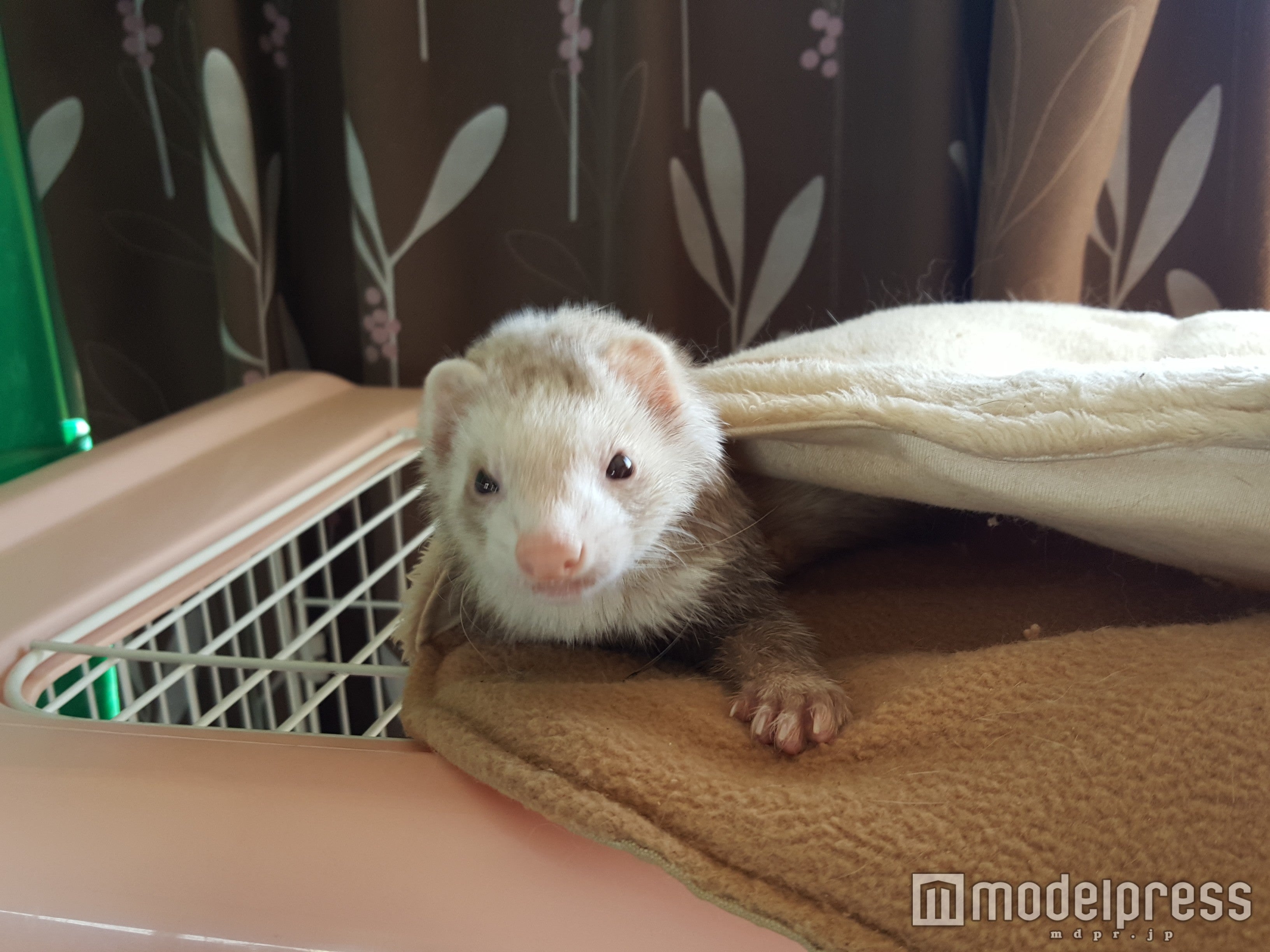 フェレットの「シナモン」ちゃん／画像提供：ドギーエンタープライズ