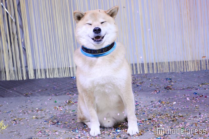 インスタグラムで人気の柴犬・まる君(C)モデルプレス