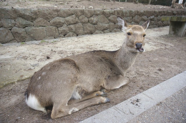 ゆったり奈良にぶらり旅。マストで行くべきな「春日野園地」とは