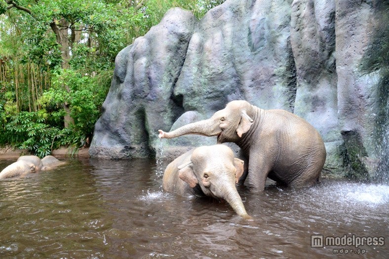 「ジャングルクルーズ：ワイルドライフ・エクスペディション」