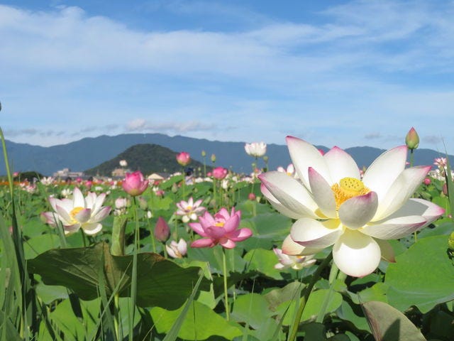 藤原宮跡