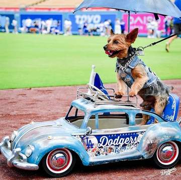ドジャース 球場に愛犬大集合！家族と観戦 大谷人形背負い、ブルーのドレスにボール型バギー…熱量が凄すぎる♥
