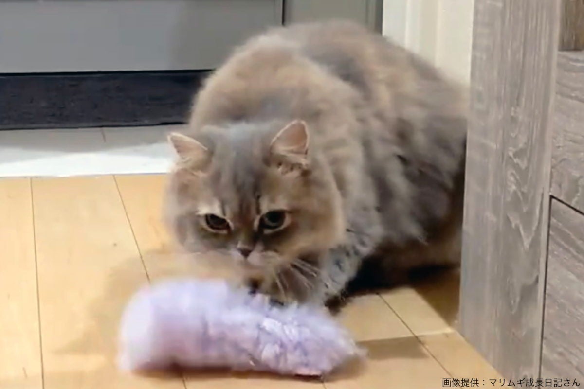 子猫だと勘違いして あるモノ を舐める猫が話題 その姿に アホ可愛い モデルプレス 子猫だと勘違いして あるモノ を舐める猫が話題 その姿に アホ可愛い モデルプレス