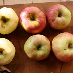 フルーティーさを味わって／Apples by whitneyinchicago