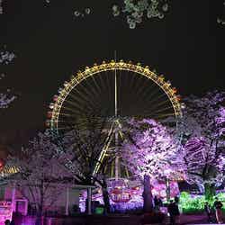 夜桜ジュエルミネーション/画像提供:よみうりランド