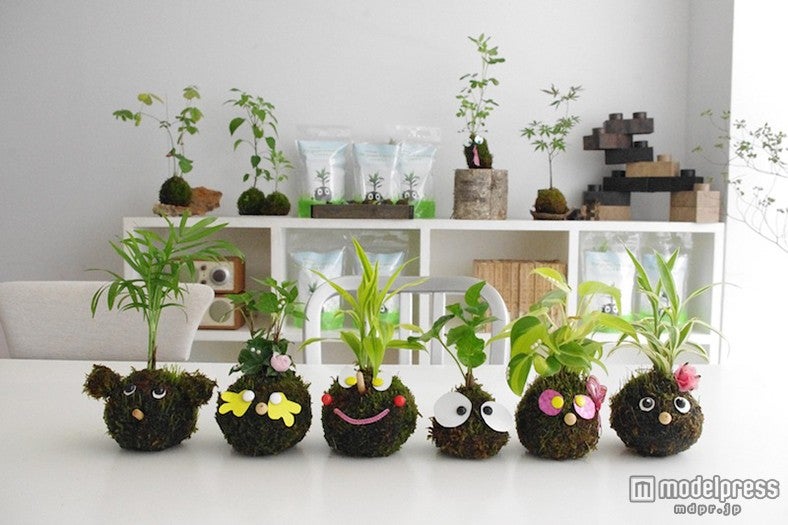 こけ玉／画像提供：アークヒルズ