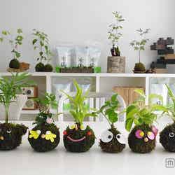 こけ玉/画像提供:アークヒルズ