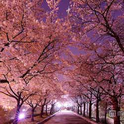 韓国でキレイな桜が見られるスポット5選／「オリンピック公園」／photo by Emy ^^【モデルプレス】