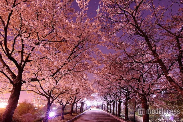 韓国でキレイな桜が見られるスポット5選／「オリンピック公園」／photo by Emy ^^【モデルプレス】
