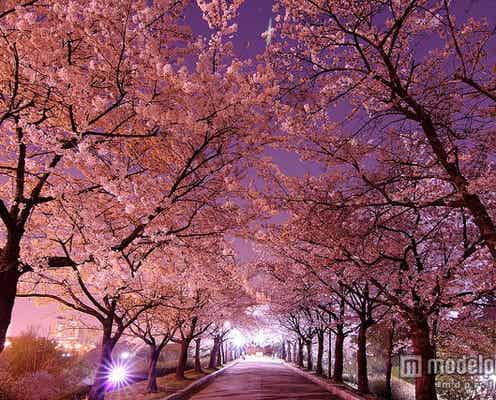 韓国でキレイな桜が見られるスポット5選