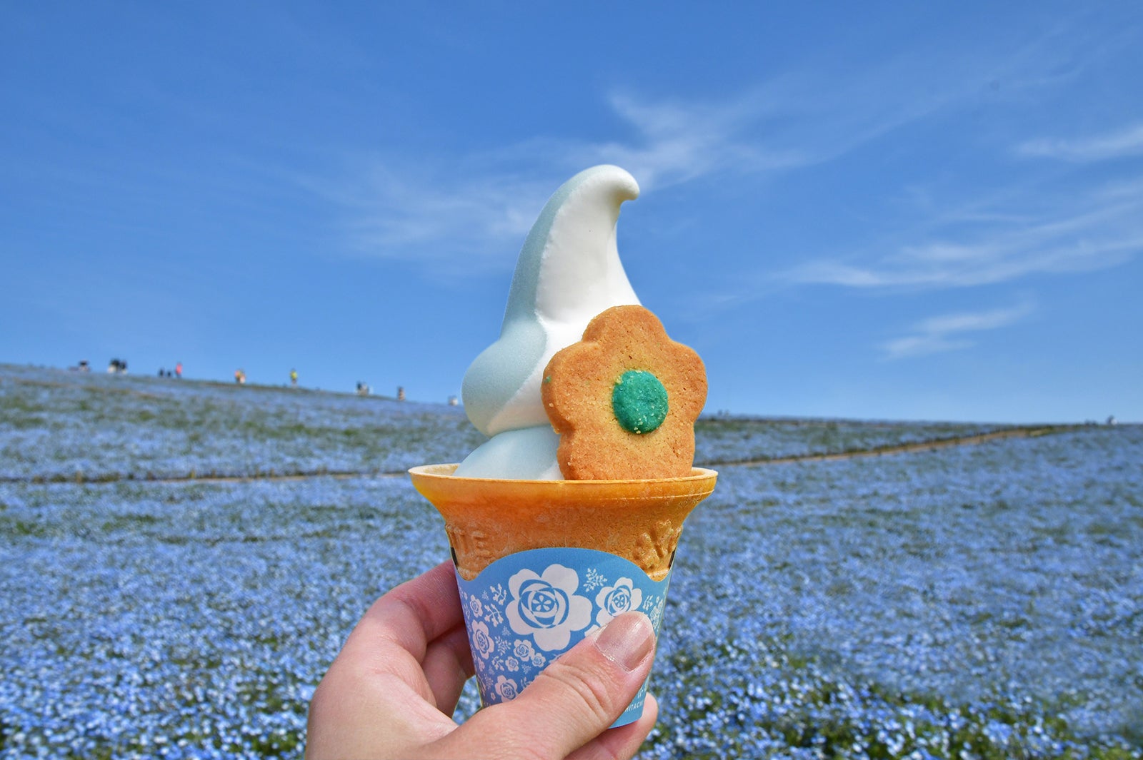 国営ひたち海浜公園／提供画像