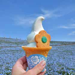 国営ひたち海浜公園/提供画像