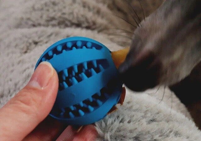 ダイソー　ペット用おやつボール（かみかみ）