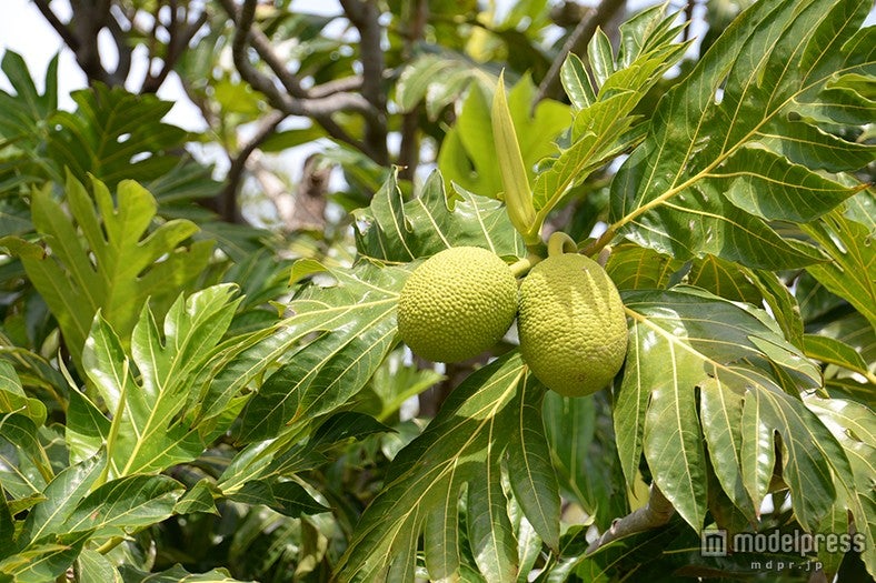 のびやかに育った果物はみずみずしい