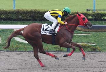 【新馬戦】ヘイヴァイタヒチ まさに横綱相撲だ！3馬身半差デビューV 西村淳も納得「厩舎の自信通りの結果出せた」