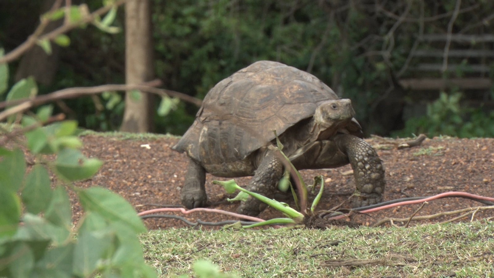 「あいのり：African Journey」第5話より（C）フジテレビ