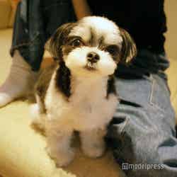 Dear Wan Spa Garden(C)モデルプレス