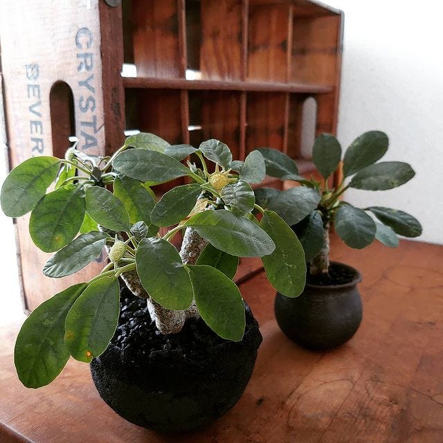 画像10 17 おしゃれで小さめの観葉植物を飾りませんか インテリアとしても なおすすめをご提案 モデルプレス