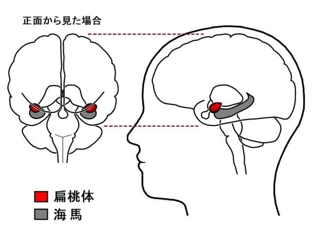 大脳辺縁系に属する扁桃体は、側頭葉の内側奥で、海馬のすぐ前に左右一対ある（筆者が作成したオリジナル図）。