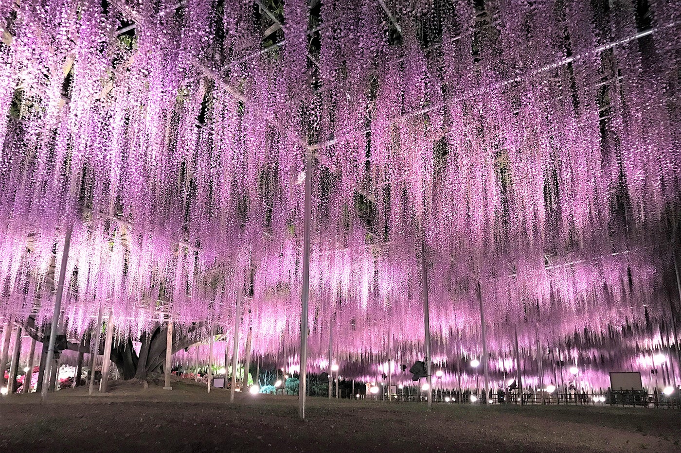 ふじのはな物語／画像提供：足利フラワーリゾート