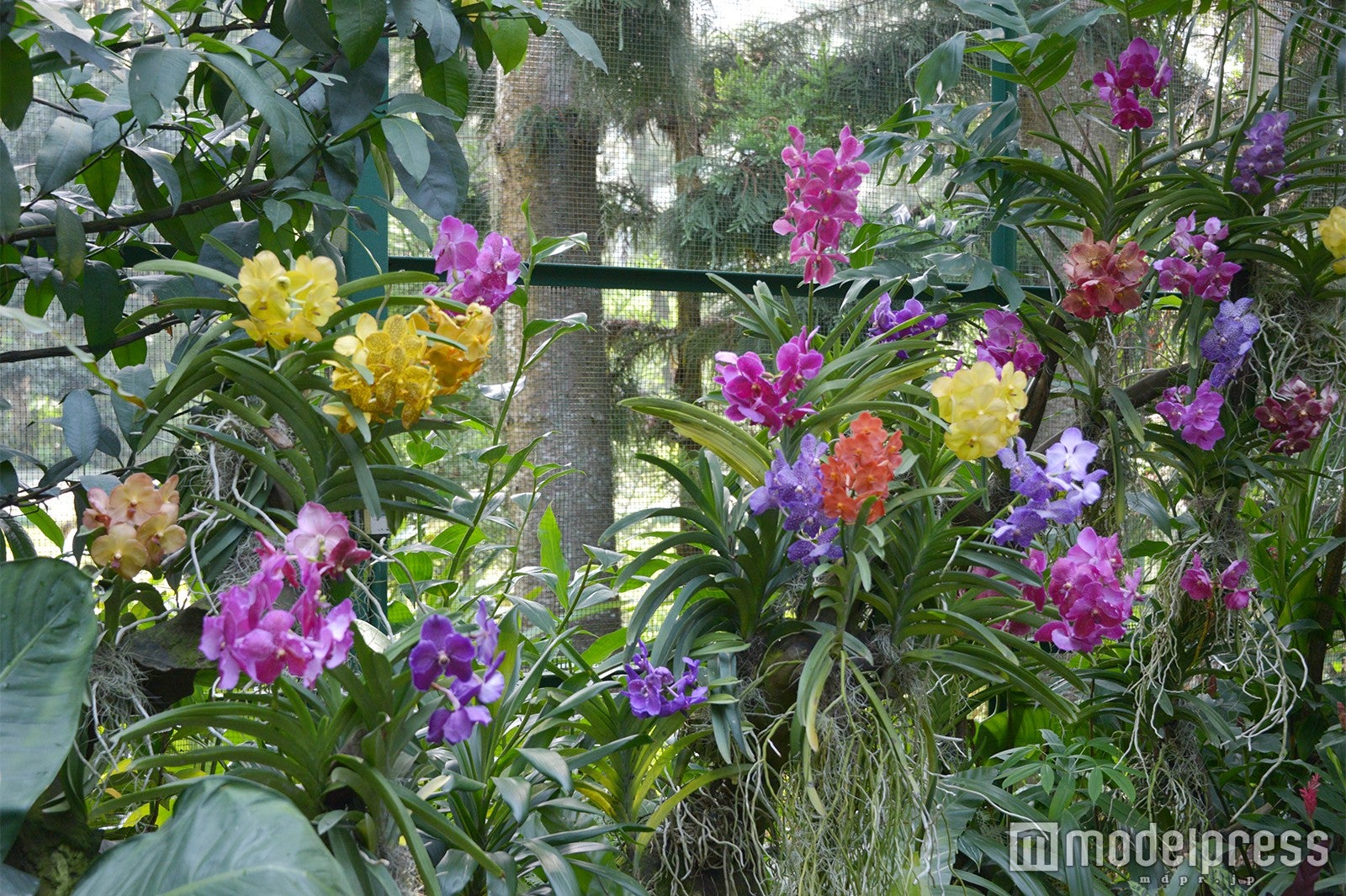 シンガポール植物園 （C）モデルプレス