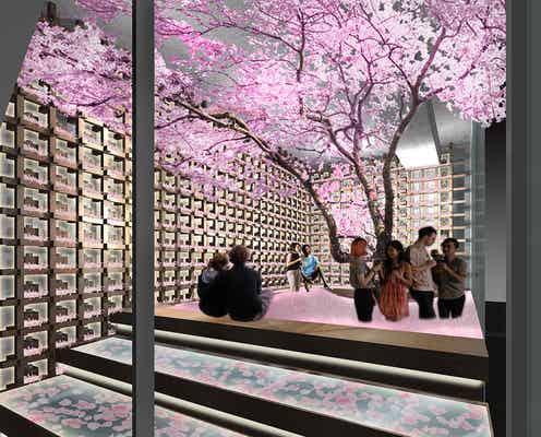 桜舞い散る花見バー「SAKURA CHILL BAR」120万枚の花びらに埋もれる「桜プール」も出現