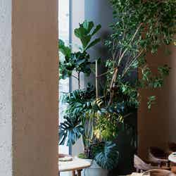 Pizza 4P's/提供画像