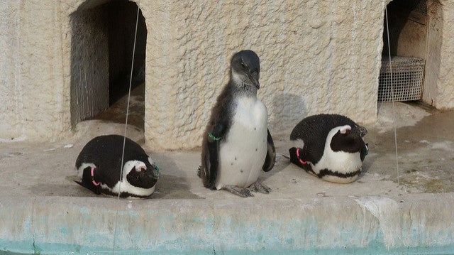 DSC01568 by ktsugita