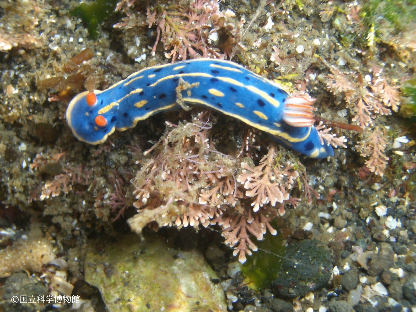 アオウミウシ（C）国立科学博物館