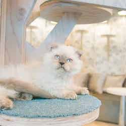 週末何する?次の休みに行くお出かけスポット7選vol.58/画像提供:モカ