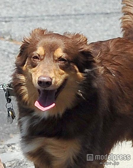 笑う愛犬とアマンダ・セイフライド　パパラッチに大サービス！