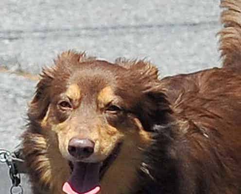 笑う愛犬とアマンダ・セイフライド パパラッチに大サービス!