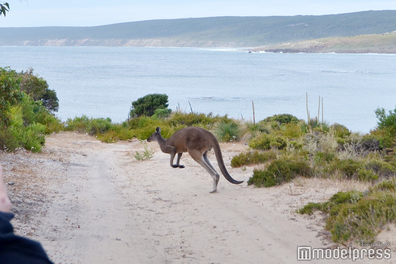 ケープ・トゥ・ケープ・トラック（C）モデルプレス
