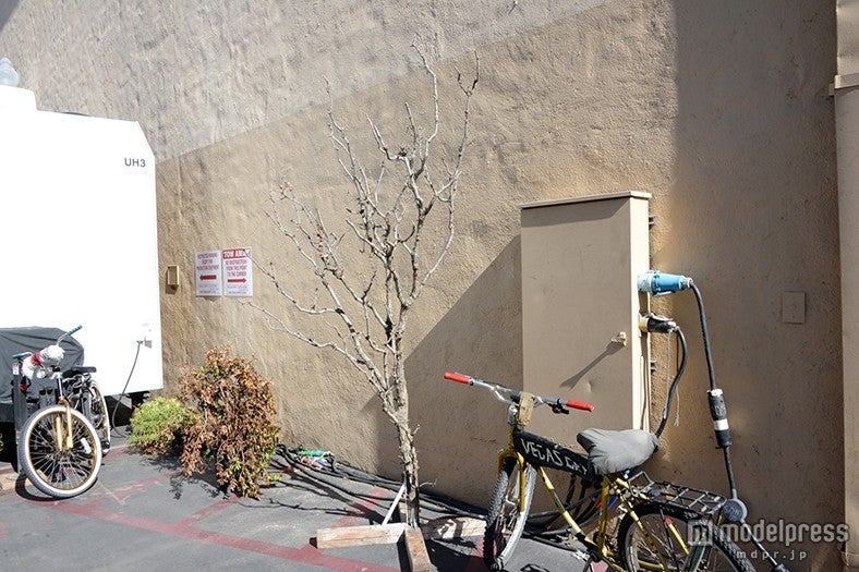 撮影に使用する木