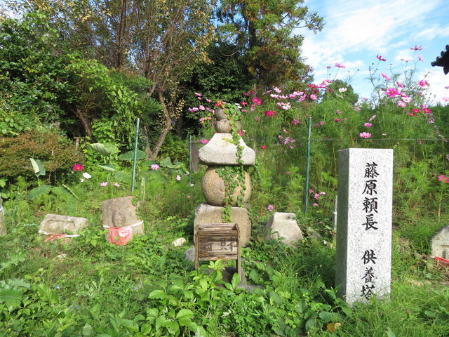 一面に広がるコスモスに感動…！奈良のお寺で見つけた「期間限定の絶景」